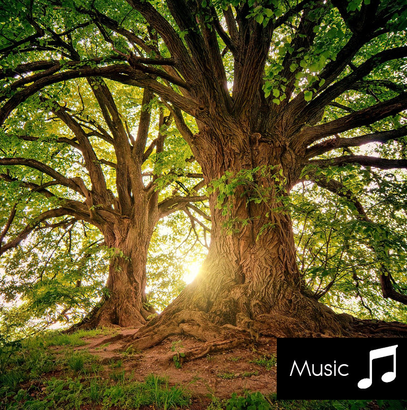 Countryside - Nature Sounds with music
