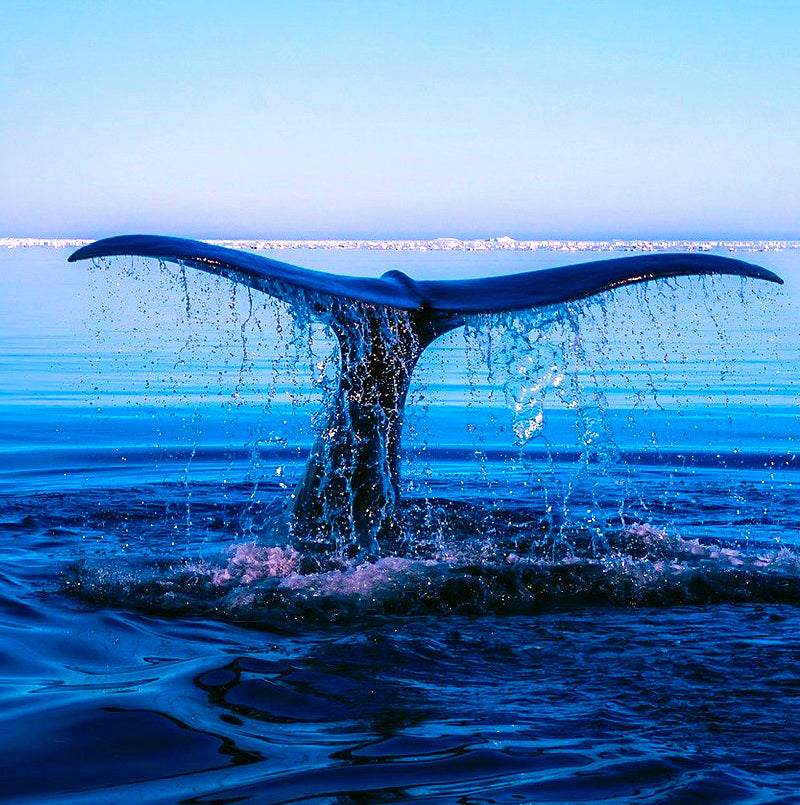 Whales - Nature Sounds
