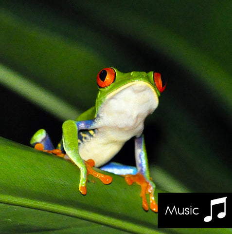 Rainforest - Nature Sounds with music