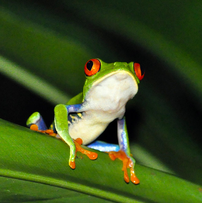 Rainforest - Nature Sounds
