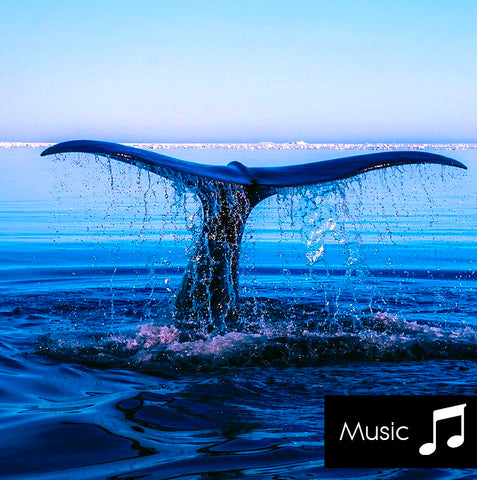 Whales - Nature Sounds with music
